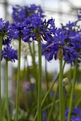 AGAPANTHUS africanus 'Blue' - image 3