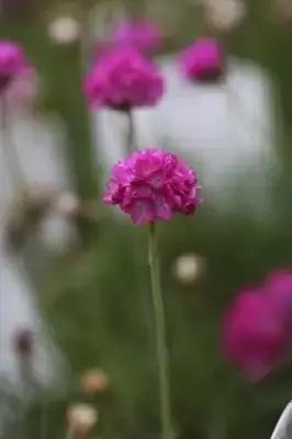 ARMERIA maritima 'Splendens' - image 2