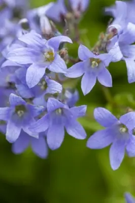 CAMPANULA lactiflora 'Prichard's Variety' - image 3