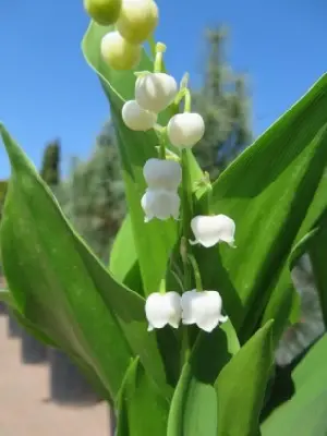 CONVALLARIA majalis - image 2