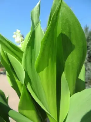 CONVALLARIA majalis - image 3