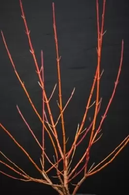 CORNUS sanguinea 'Magic Flame' - image 1