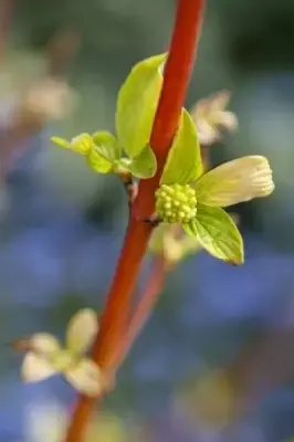 CORNUS sanguinea 'Magic Flame' - image 2