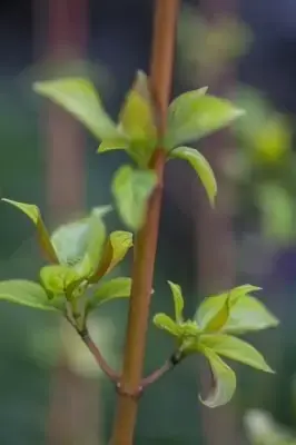 CORNUS sanguinea 'Magic Flame' - image 3