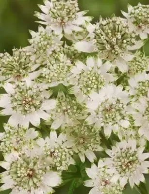 ASTRANTIA major 'Star of Billion' - image 2