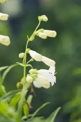 PENSTEMON 'White Bedder' - image 2