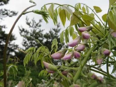 WISTERIA floribunda 'Rosea' - image 2