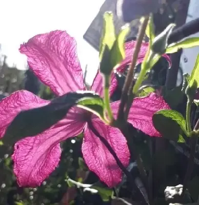 CLEMATIS 'Madame Julia Correvon' - image 2