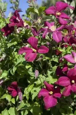 CLEMATIS 'Madame Julia Correvon' - image 3