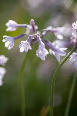 TULBAGHIA violacea - image 2