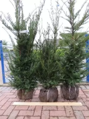 TAXUS baccata - image 3