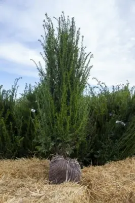 TAXUS baccata - image 2