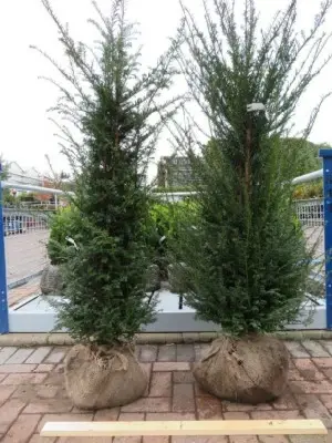 TAXUS baccata - image 3