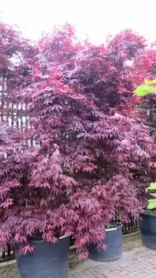 ACER palmatum 'Skeeters Broom'