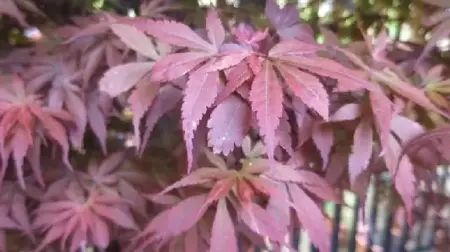 ACER palmatum 'Skeeters Broom' - image 2