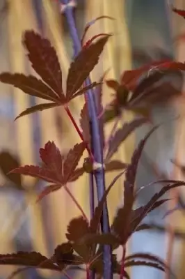 ACER palmatum 'Skeeters Broom' - image 4