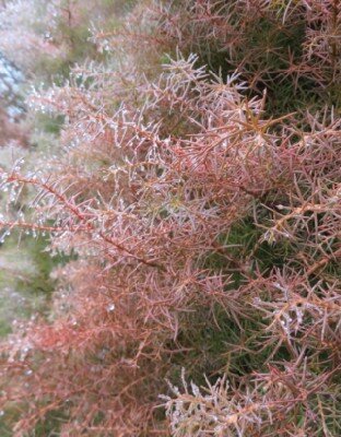 CRYPTOMERIA japonica 'Elegans' - image 2