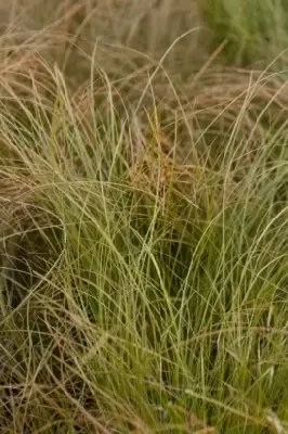 CAREX testacea - image 6