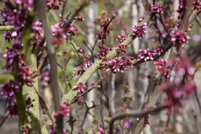 CERCIS siliquastrum - image 3