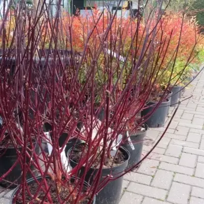 CORNUS alba 'Kesselringii' - image 4