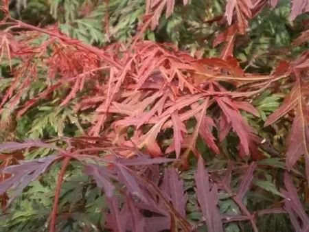 ACER palmatum dissectum 'Orangeola' - image 4