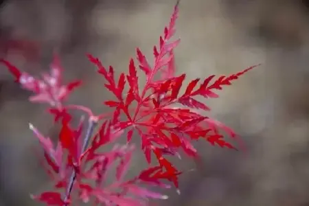 ACER palmatum dissectum 'Orangeola' - image 2