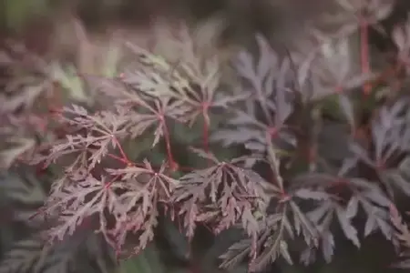 ACER palmatum dissectum 'Orangeola' - image 3