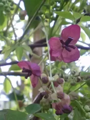 AKEBIA quinata - image 3