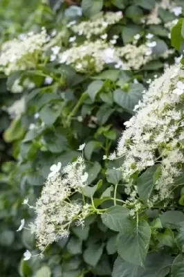 HYDRANGEA petiolaris - image 3