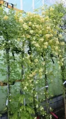 ROSA banksiae 'Lutea' - image 3