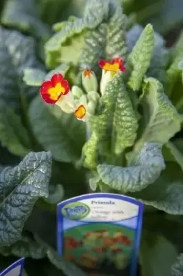 PRIMULA veris