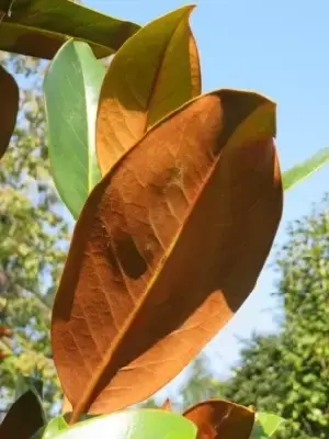 MAGNOLIA grandiflora 'Praecox' - image 2