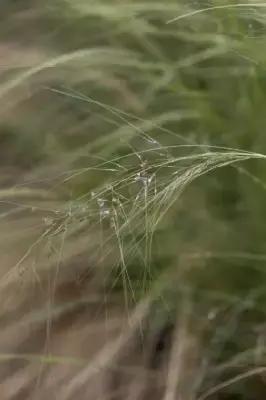 STIPA tenuissima - image 5