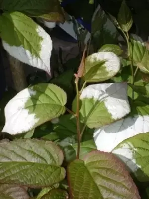ACTINIDIA kolomikta - image 2