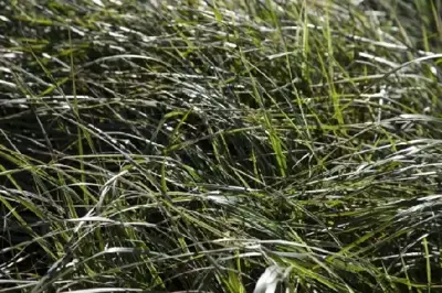 CALAMAGROSTIS x acutiflora 'Overdam' - image 2