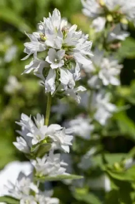 CAMPANULA glomerata alba - image 2