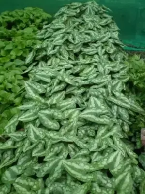 ASARUM splendens - image 3