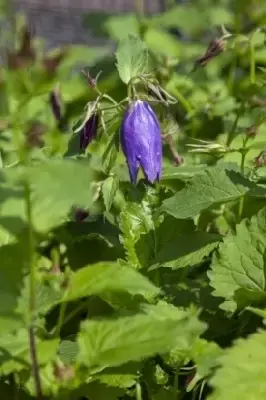 CAMPANULA 'Sarastro' - image 2