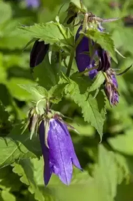 CAMPANULA 'Sarastro' - image 3