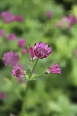 ASTRANTIA 'Roma'