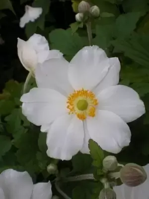 ANEMONE x hybrida 'Honorine Jobert' - image 2