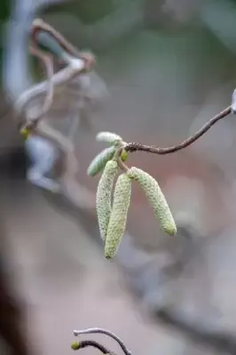 CORYLUS avellana 'Contorta' - image 2