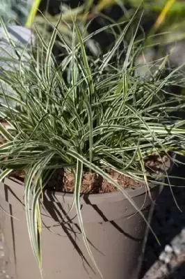 CAREX oshimensis 'Everest' - image 2