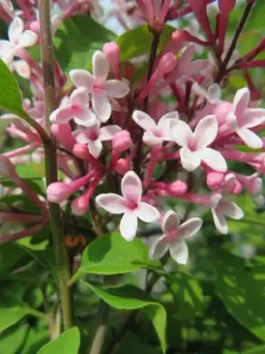 SYRINGA pubescens microphyllum 'Superba' - image 2