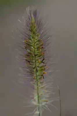 PENNISETUM alopecuroides 'Hameln' - image 6
