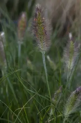 PENNISETUM alopecuroides 'Hameln' - image 7