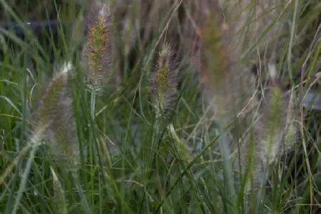 PENNISETUM alopecuroides 'Hameln' - image 8