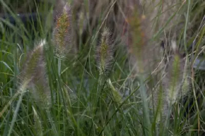PENNISETUM alopecuroides 'Hameln' - image 8
