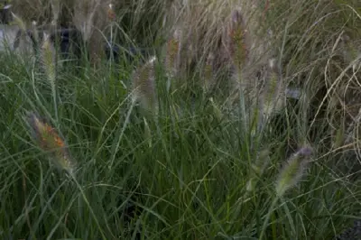 PENNISETUM alopecuroides 'Hameln' - image 2