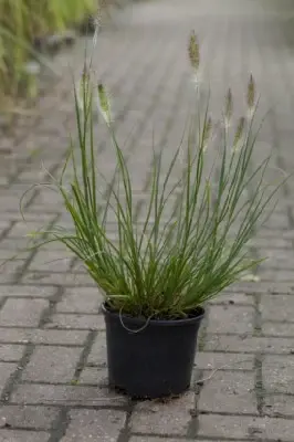 PENNISETUM alopecuroides 'Hameln' - image 5